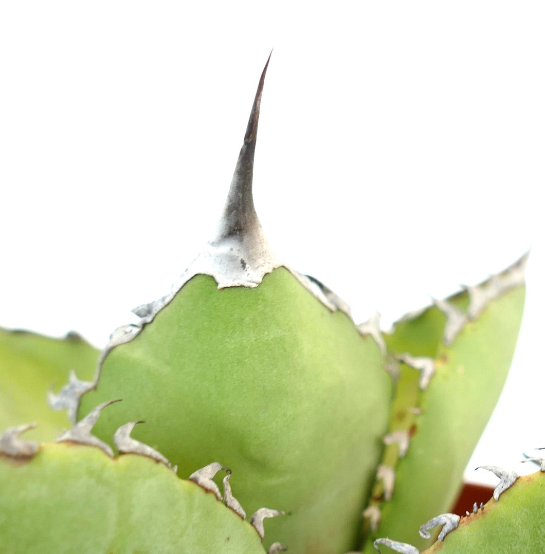 Agave titanota cv JIM CLARK (compact with big final spines)