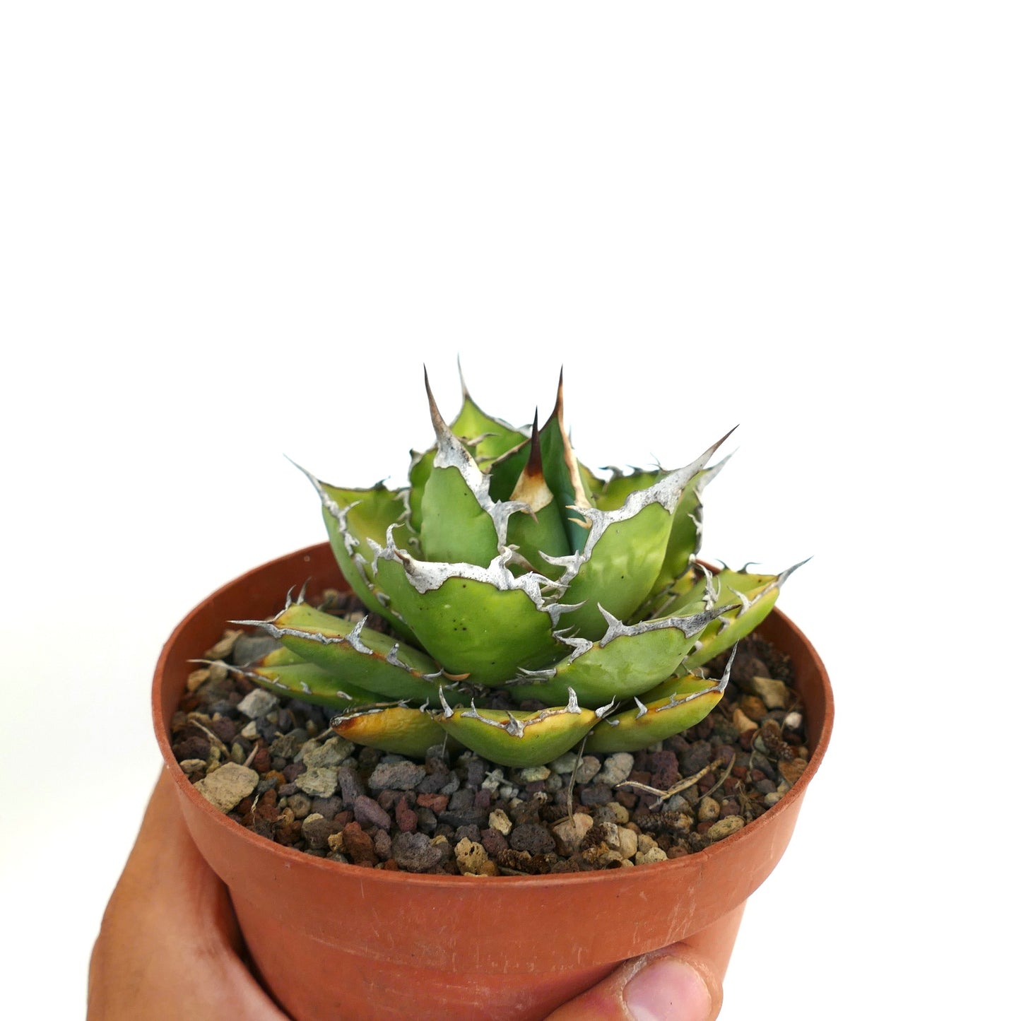 Agave titanota cv JIM CLARK (compact with big final spines)