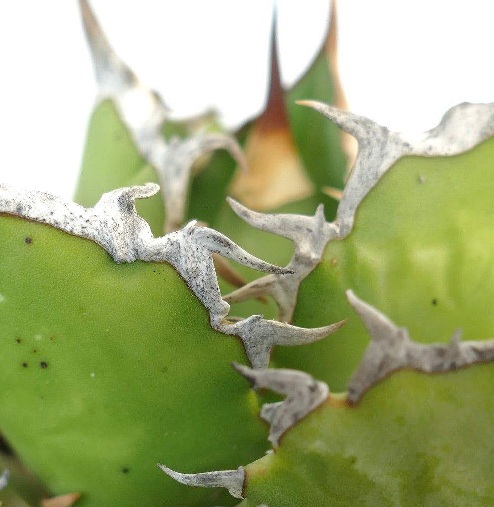 Agave titanota cv JIM CLARK (compact with big final spines)