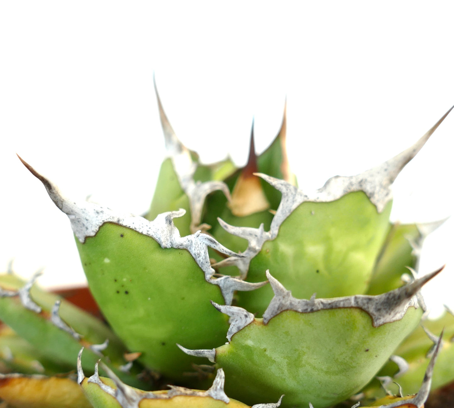 Agave titanota cv JIM CLARK (compact with big final spines)