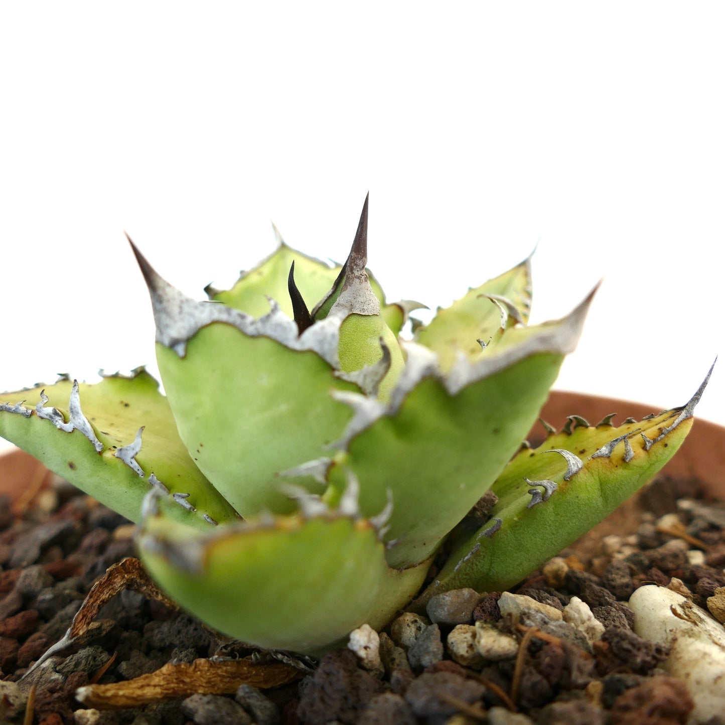 Agave titanota cv JIM CLARK (compact with big final spines)