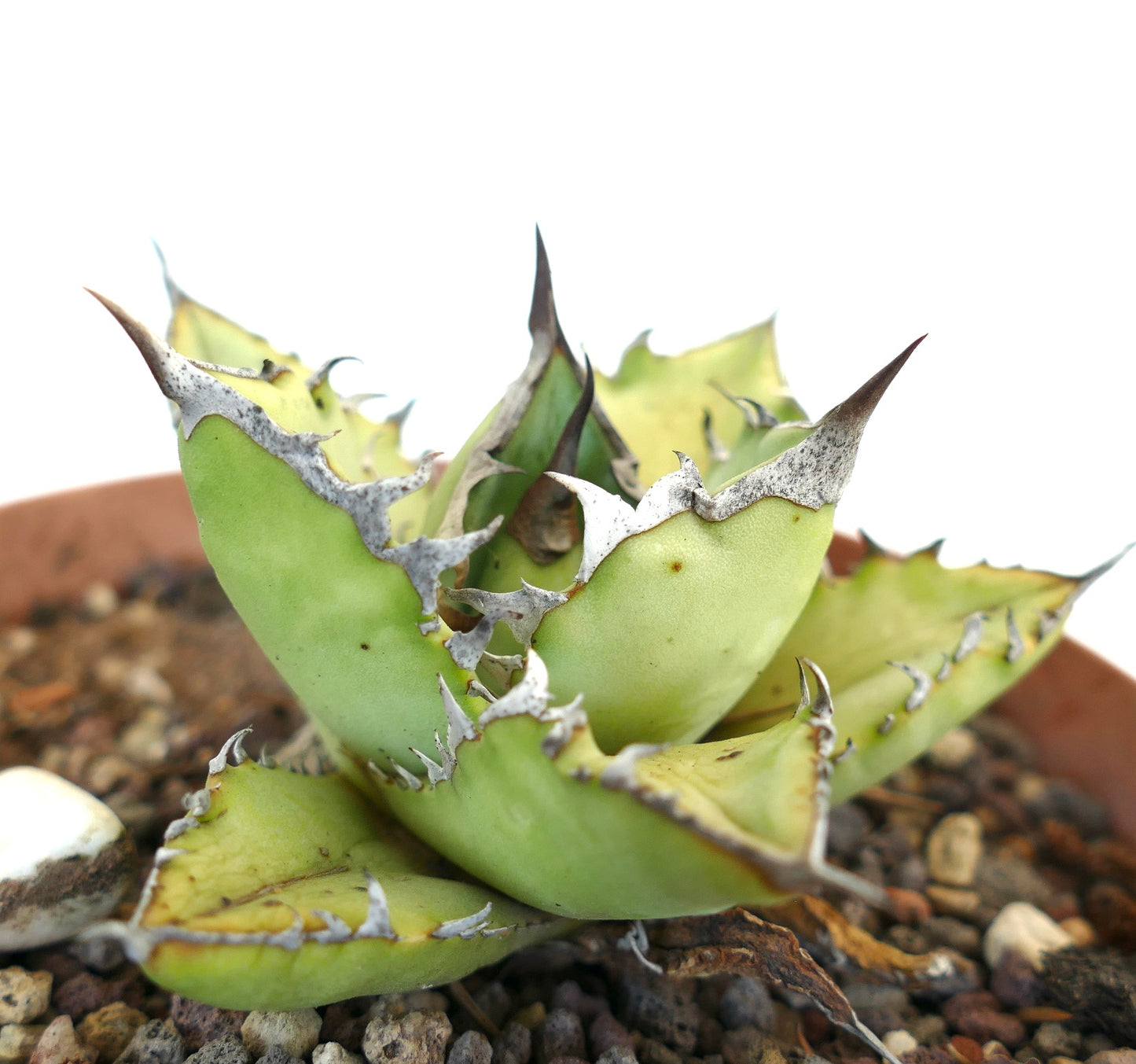 Agave titanota cv WHITE SHARK