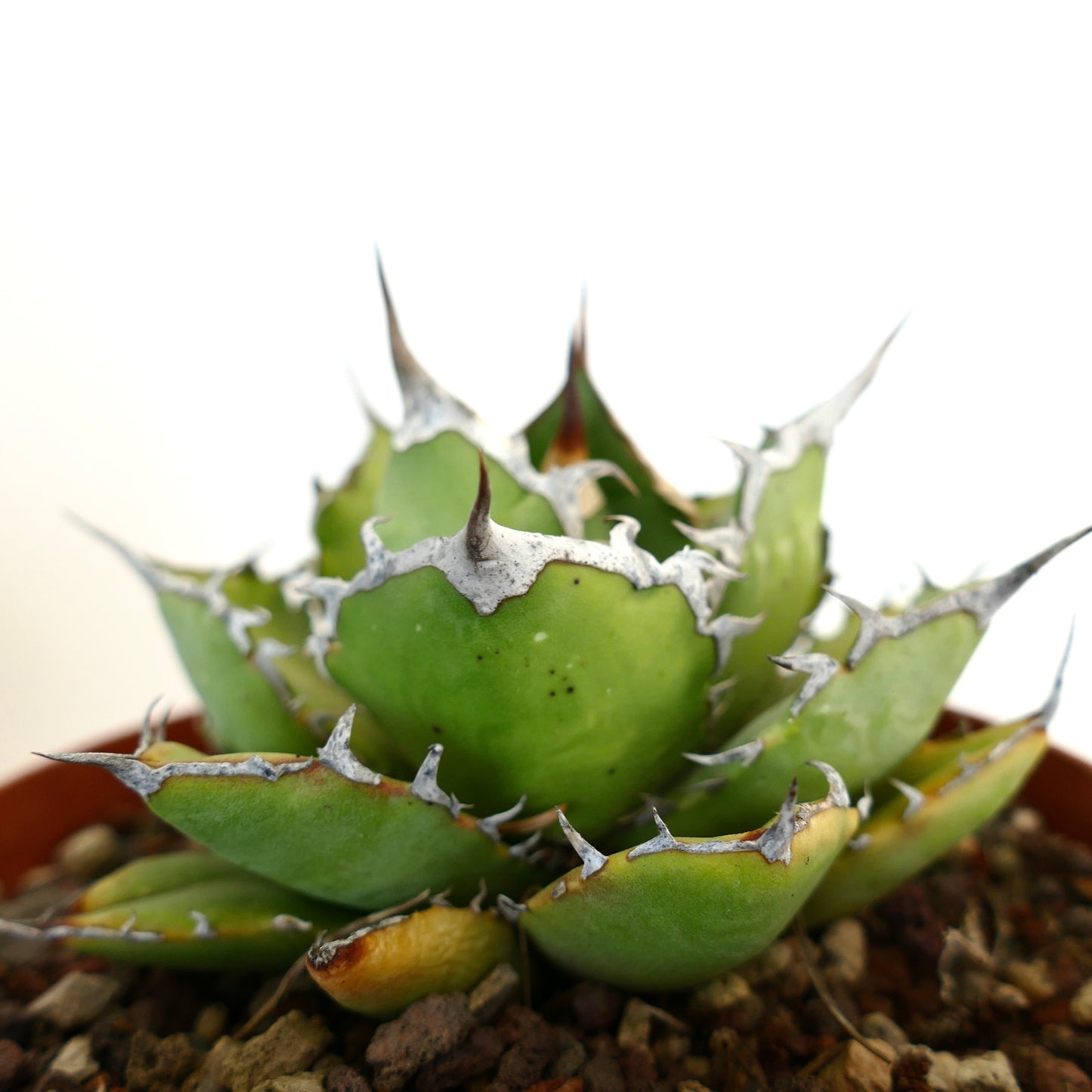 Agave titanota cv JIM CLARK (compact with big final spines)