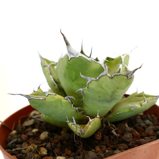 Agave titanota cv JIM CLARK (compact with big final spines)