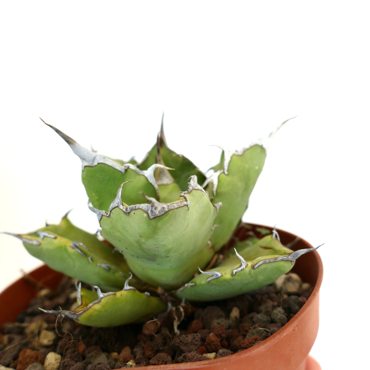 Agave titanota cv JIM CLARK (compact with big final spines)