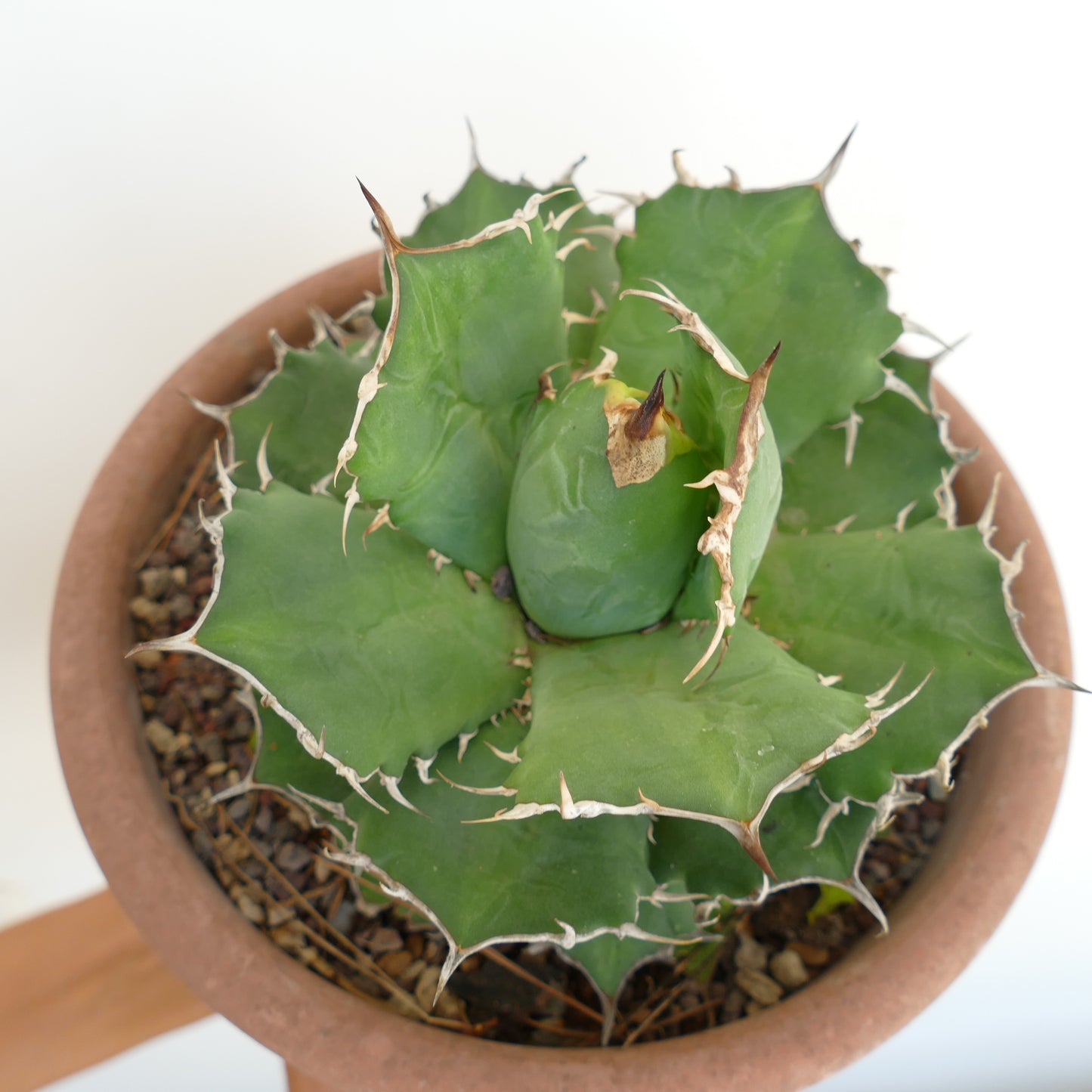 Agave titanota cv KING OF THE DESERT