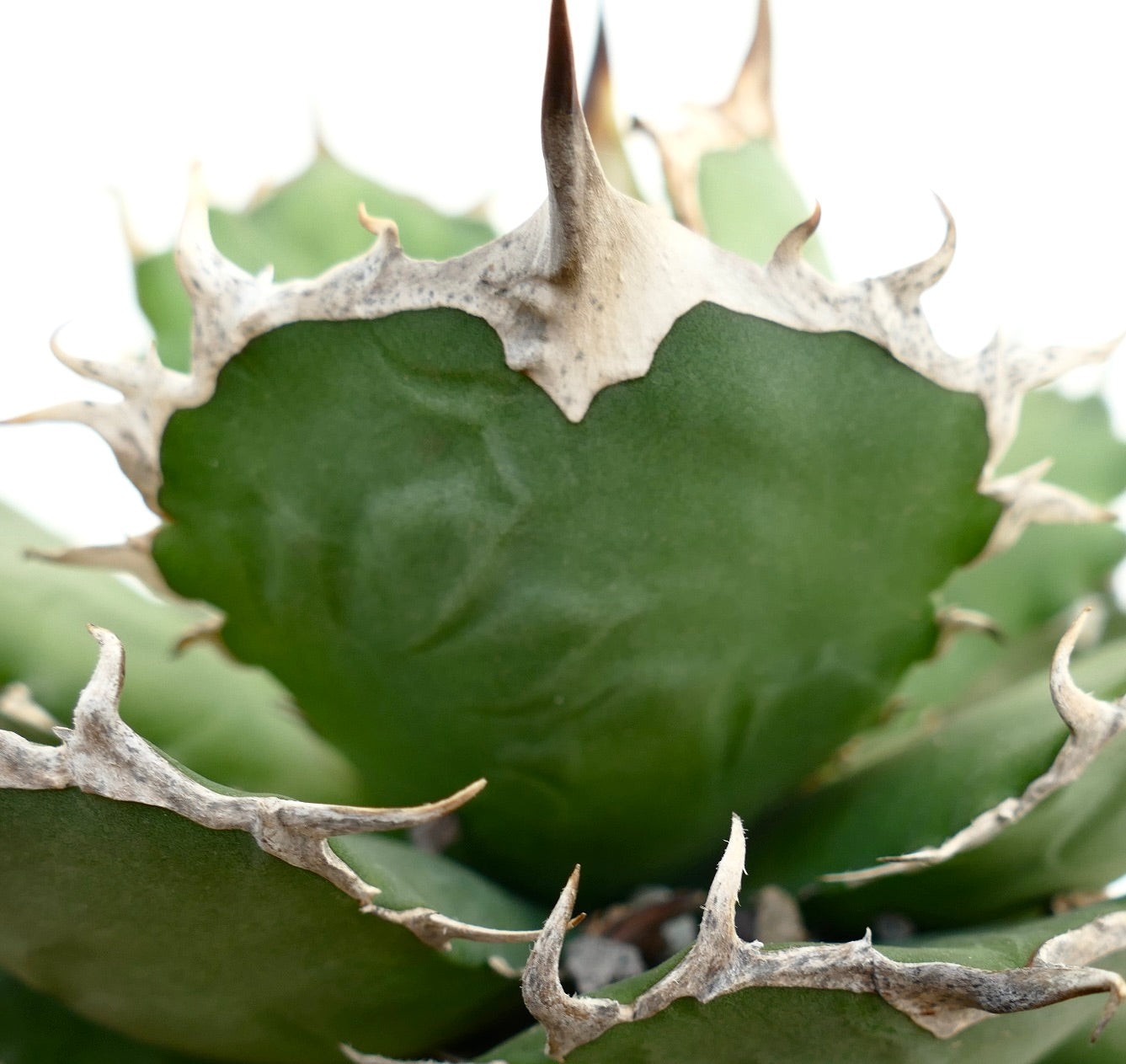 Agave titanota cv KING OF THE DESERT