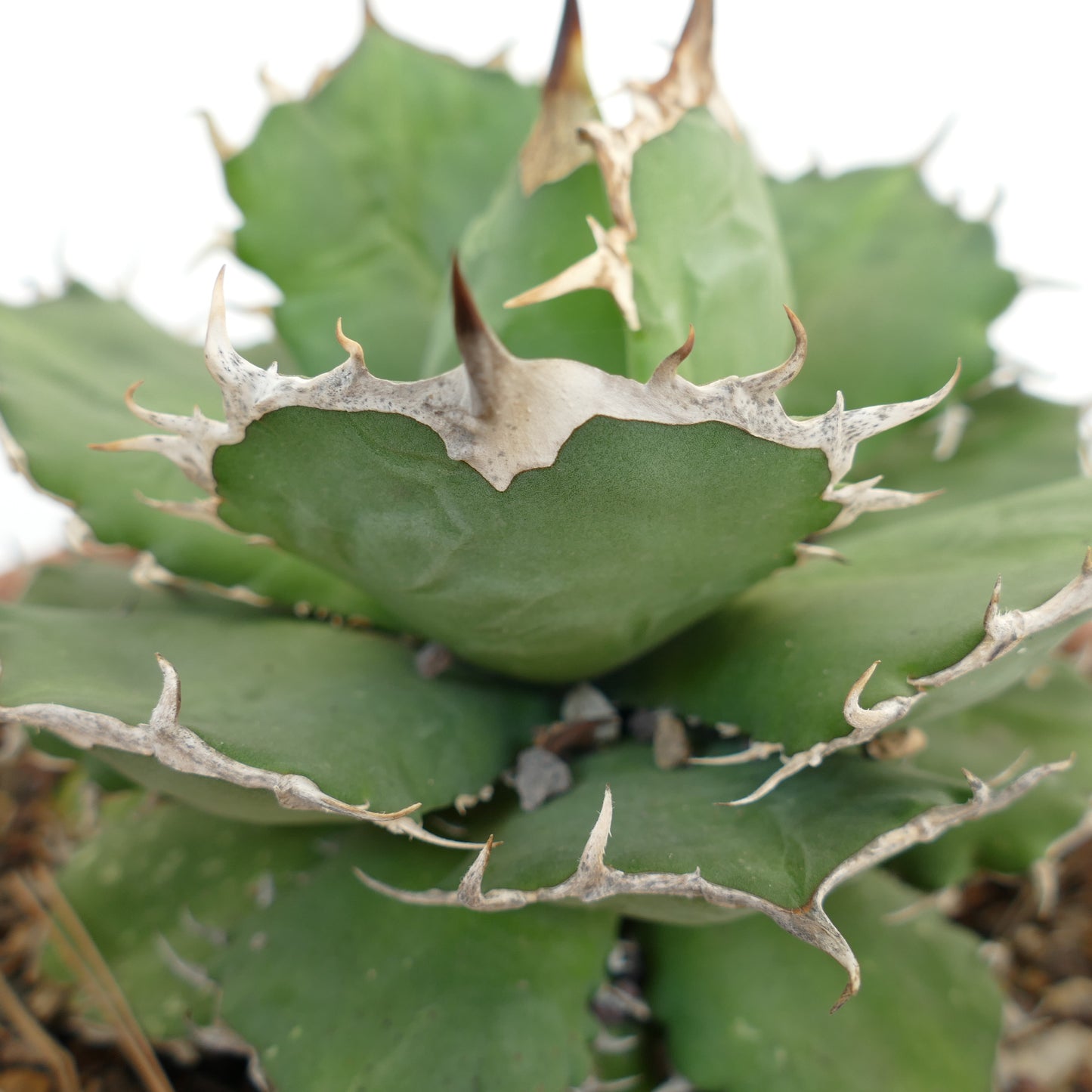 Agave titanota cv KING OF THE DESERT