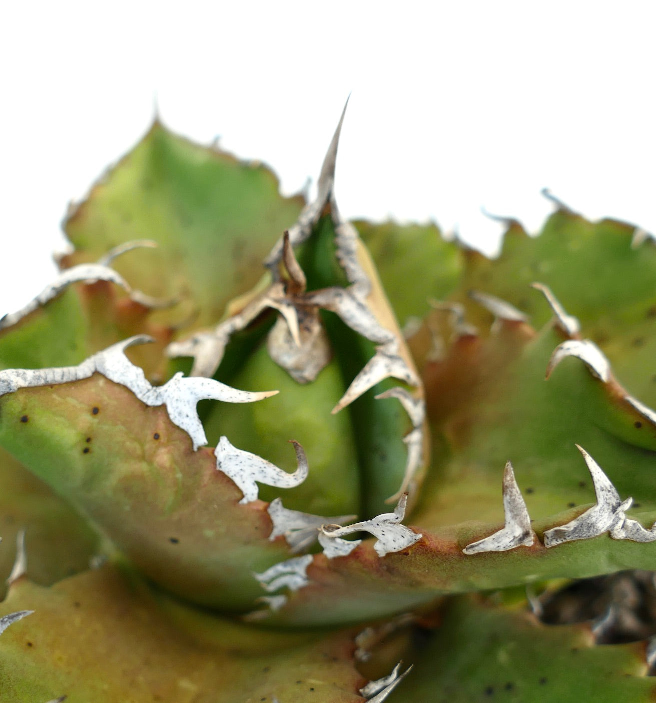 Agave titanota cv LUNA ROSSA NEW COMPACT CLONE