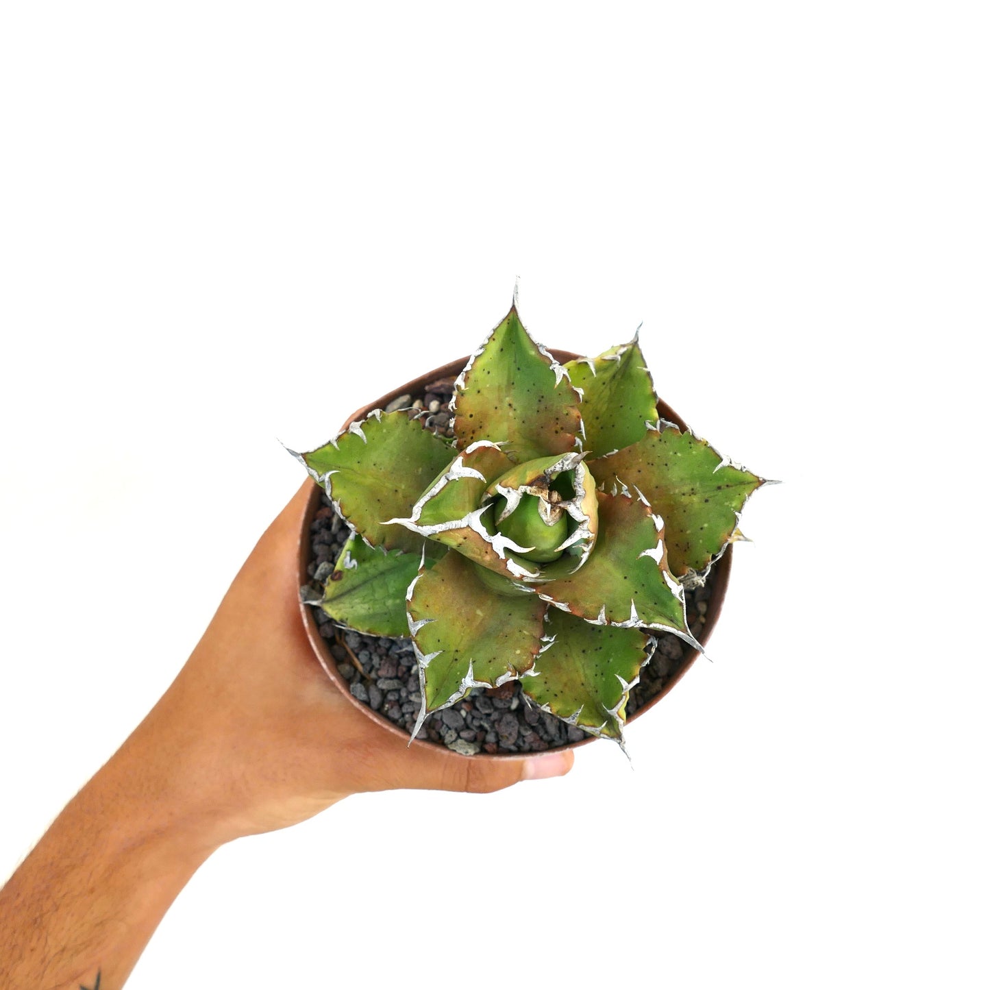 Agave titanota cv LUNA ROSSA NEW COMPACT CLONE