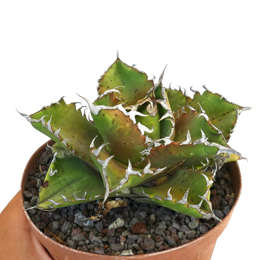 Agave titanota cv LUNA ROSSA NEW COMPACT CLONE