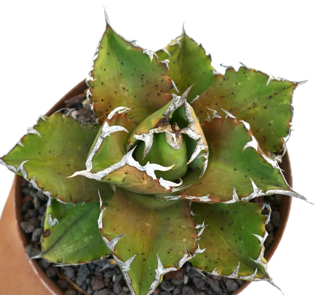 Agave titanota cv LUNA ROSSA NEW COMPACT CLONE