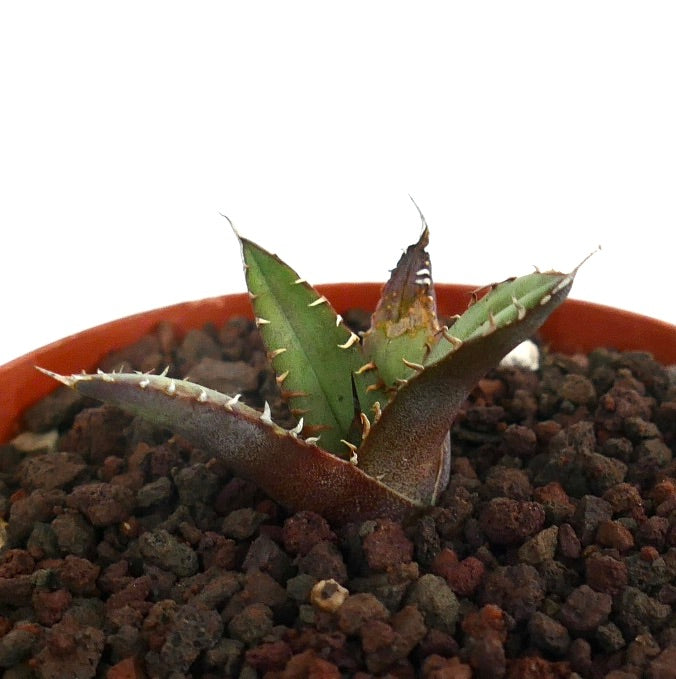 Agave titanota succulent with thick spiny leaves and brownish-green textured foliage in pot