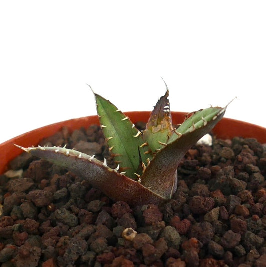 Agave titanota succulent with thick spiny leaves and brownish-green textured foliage in pot
