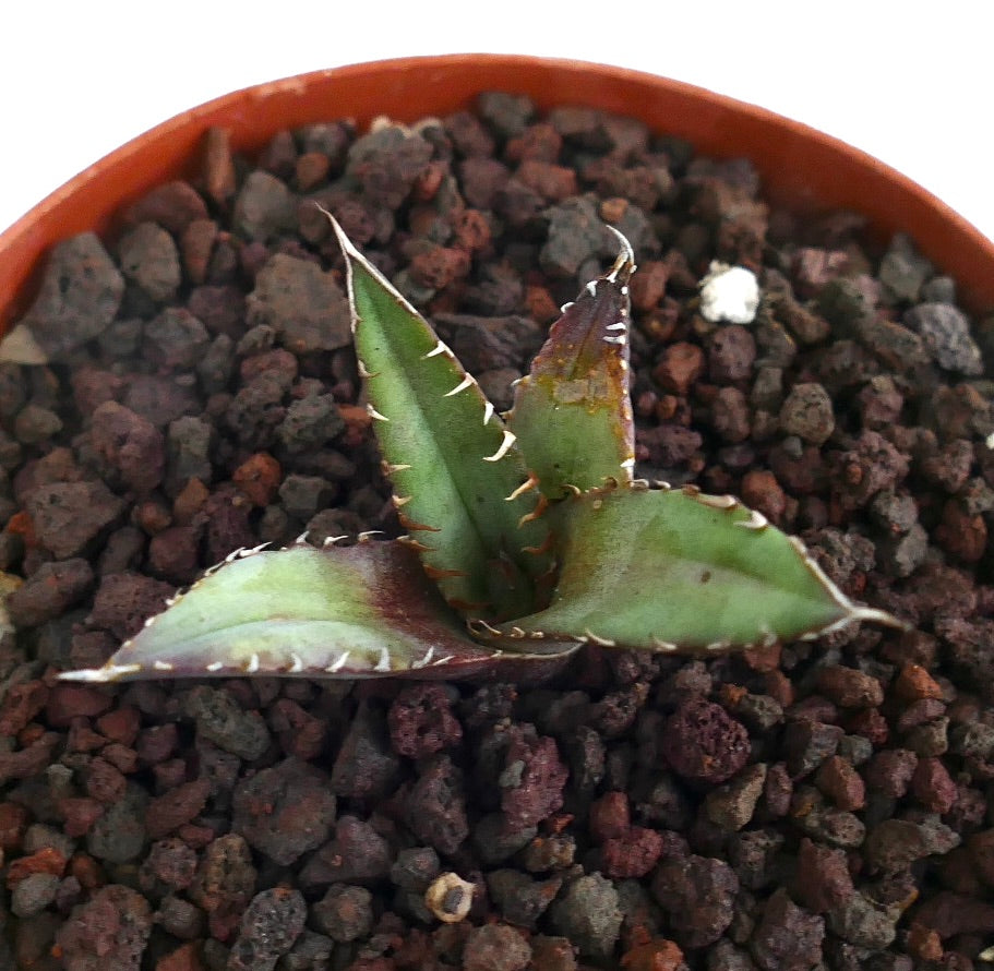 Agave titanota cv MANFREDI small succulent with thick spiny leaves and purple edges