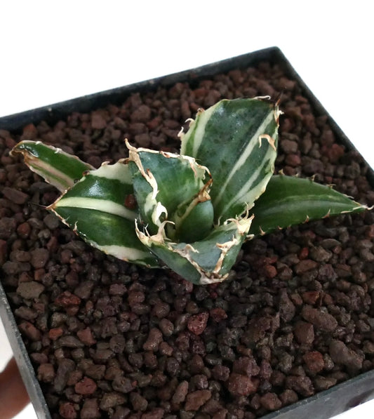 Agave titanota cv SAD kompakte Sukkulente mit dicken, buntlaubigen Blättern und stacheligen Rändern im Topf