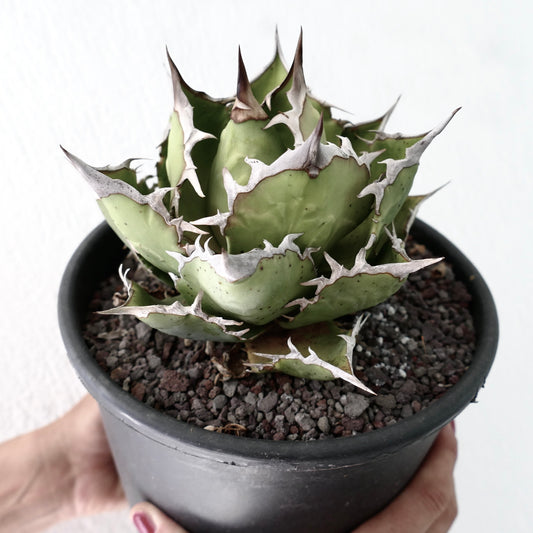 Agave titanota cv SHARK SHOUI