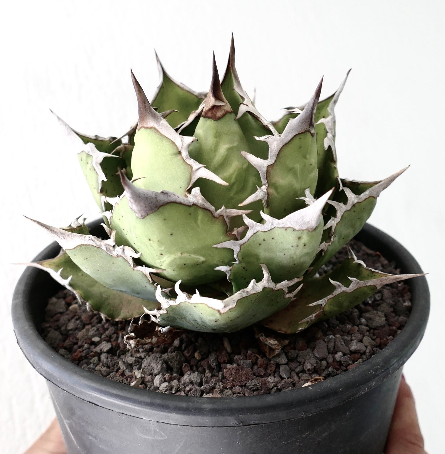 Agave titanota cv SHARK SHOUI