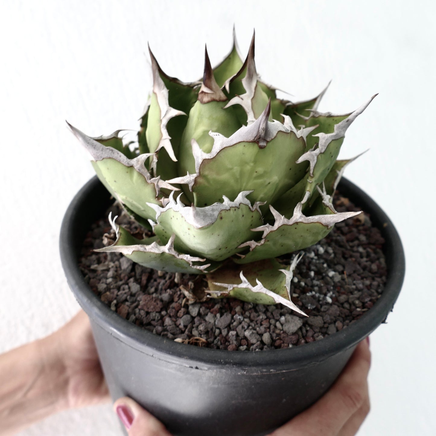 Agave titanota cv SHARK SHOUI