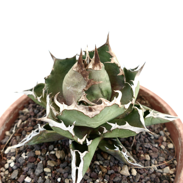 アガベ AGAVE TITANOTA CG-01 a.k.a cok AgavetitanotacvSHARKSHOUICOMPA