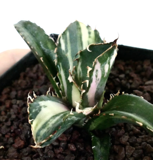 Agave titanota cv SHARK SHOUI succulent with thick variegated leaves and wavy spines in pot