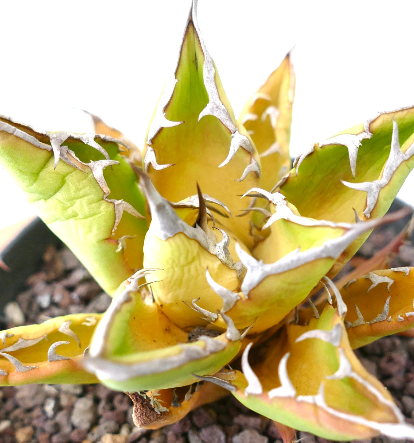 Agave titanota cv SUNSHINE