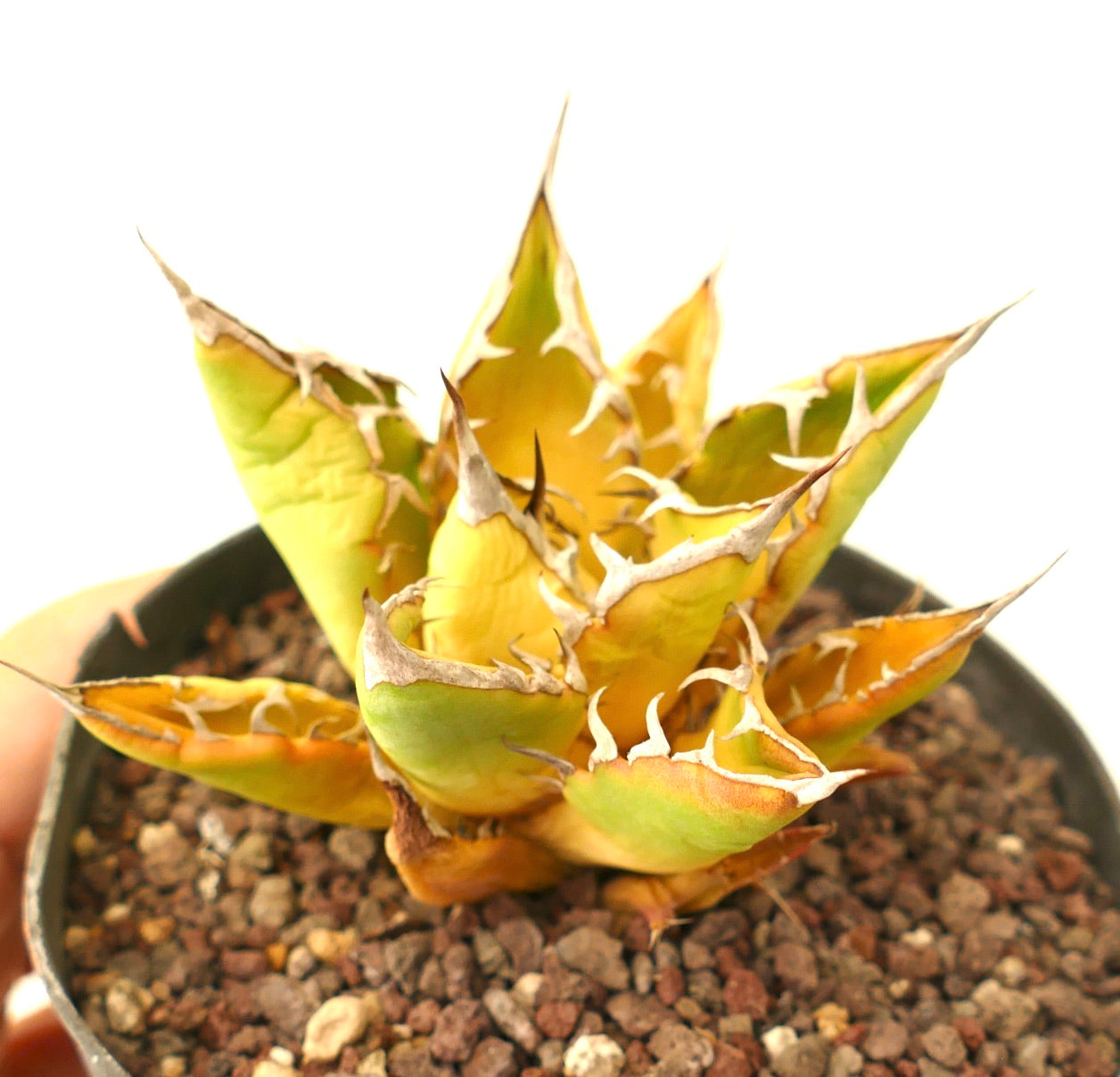 Agave titanota cv SUNSHINE