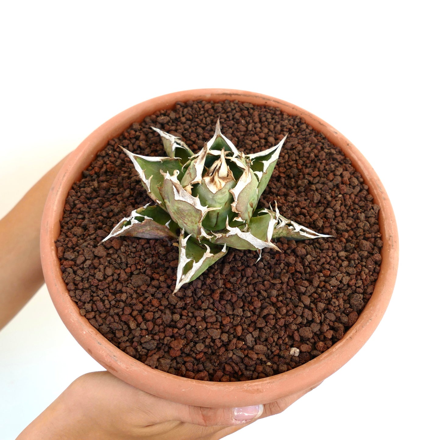 Agave titanota cv SHARK SHOUI COMPACT SST3