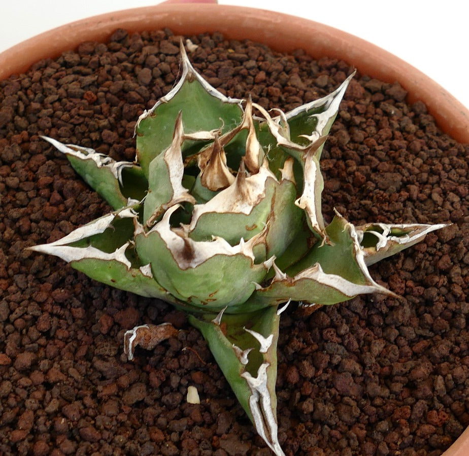 Agave titanota cv SHARK SHOUI COMPACT SST3