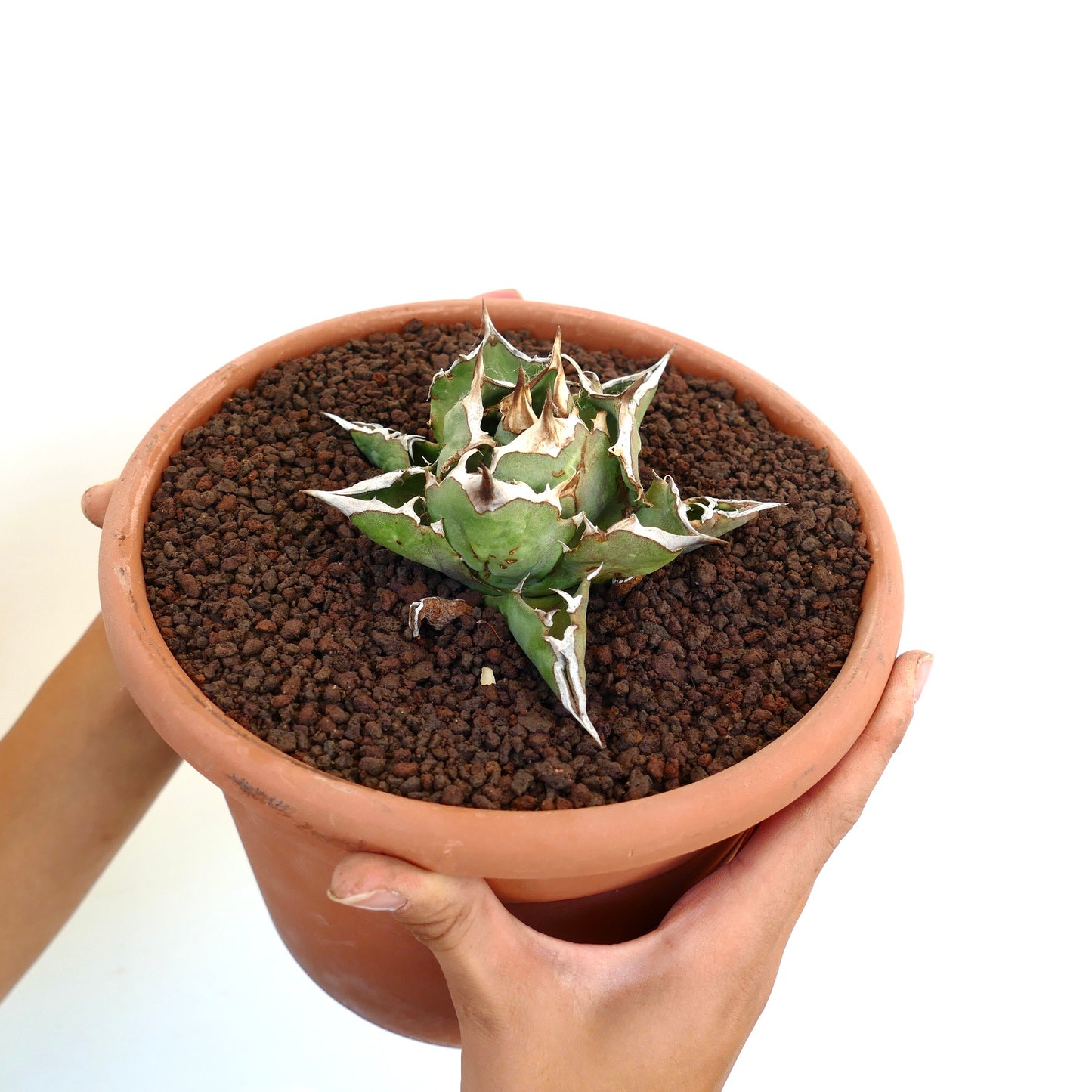 Agave titanota cv SHARK SHOUI COMPACT SST3