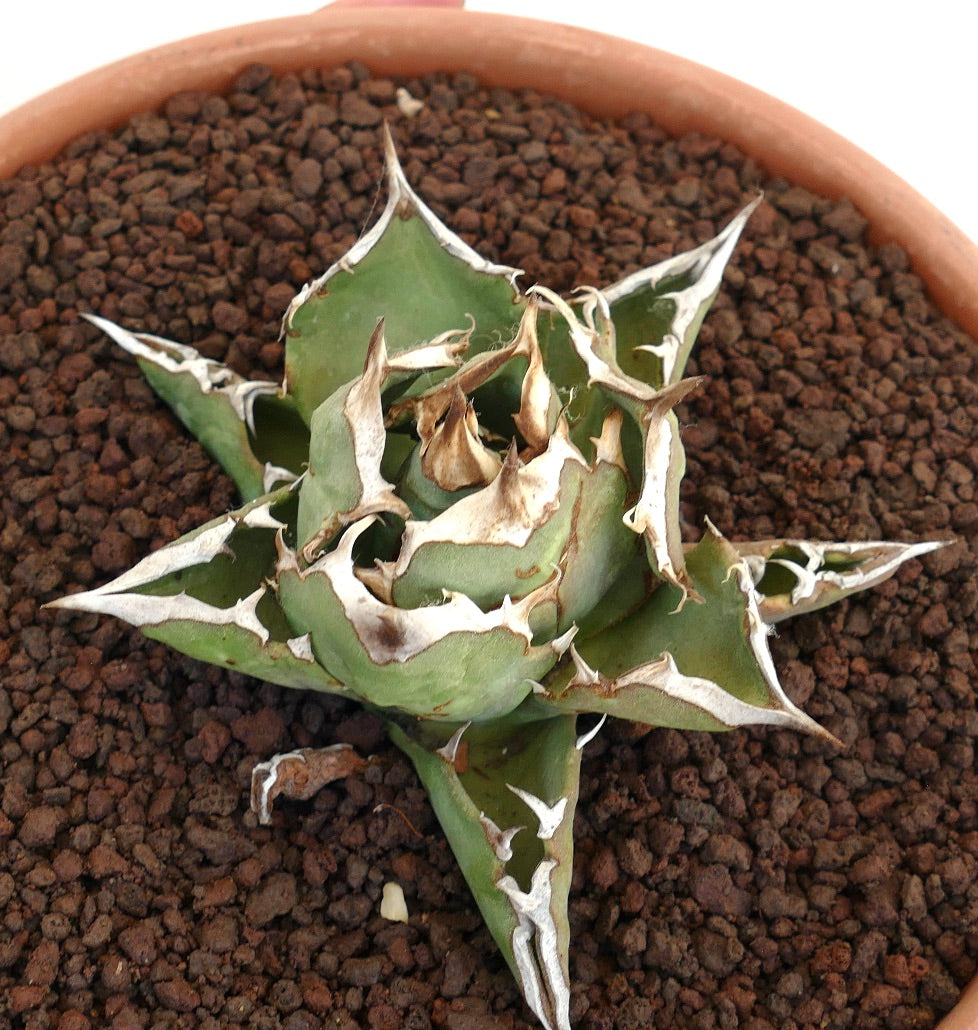 Agave titanota cv SHARK SHOUI COMPACT SST3