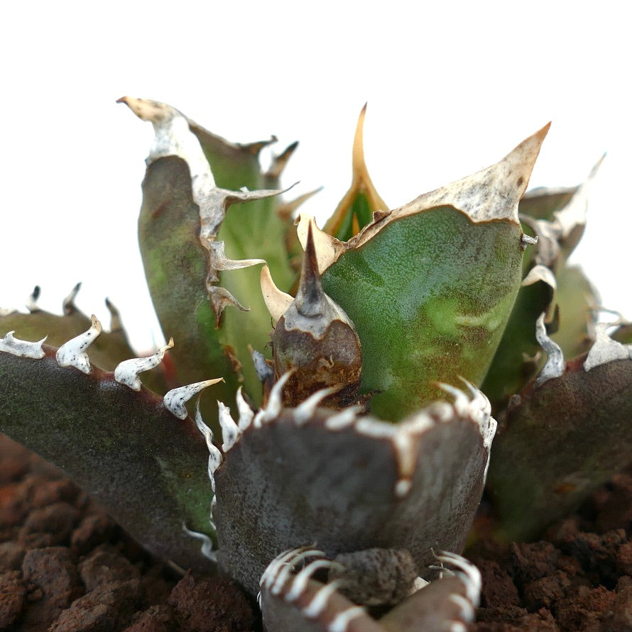 Agave titanota cv TIGER SHARK