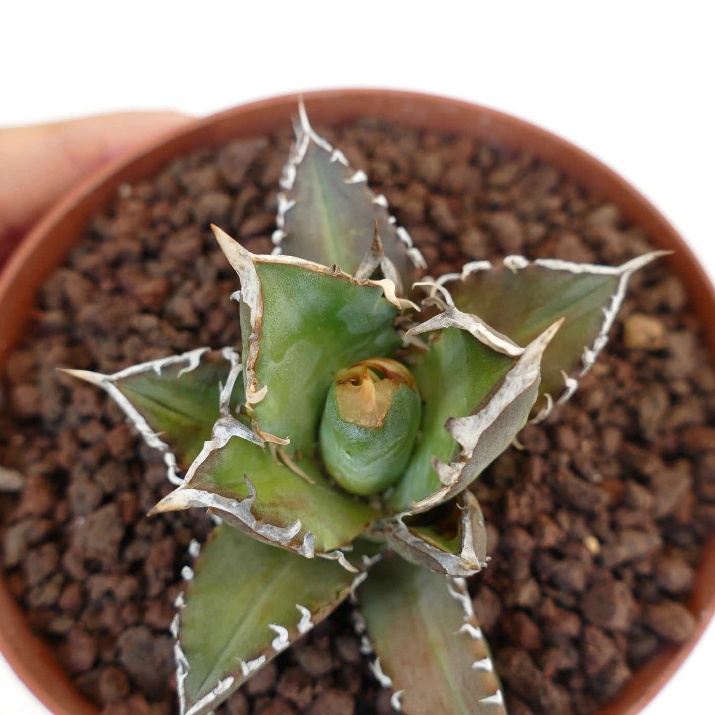 Agave titanota cv TIGER SHARK