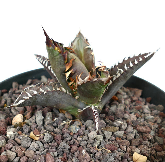 Agave titanota cv TIGER SHARK MH3