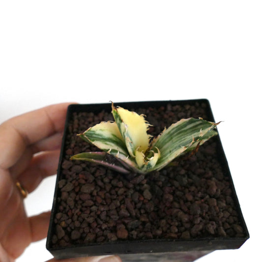 Agave titanota cv TIGER SHARK variegated succulent with yellow and green striped spiny leaves