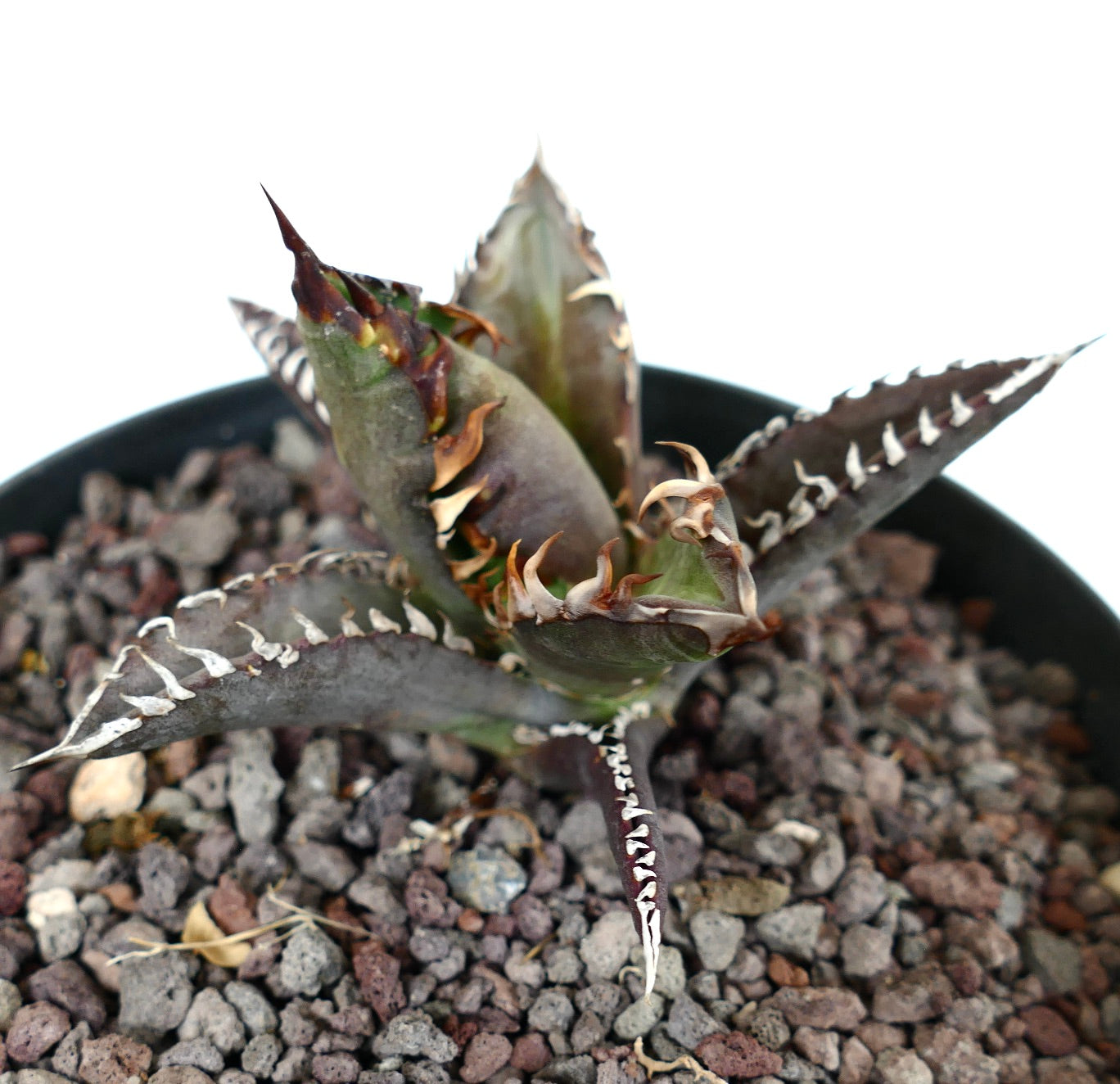 Agave titanota cv TIGER SHARK MH3