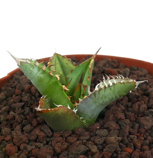 Agave titanota cv TIGER SHARK succulent with thick spiny leaves and textured green surface in pot