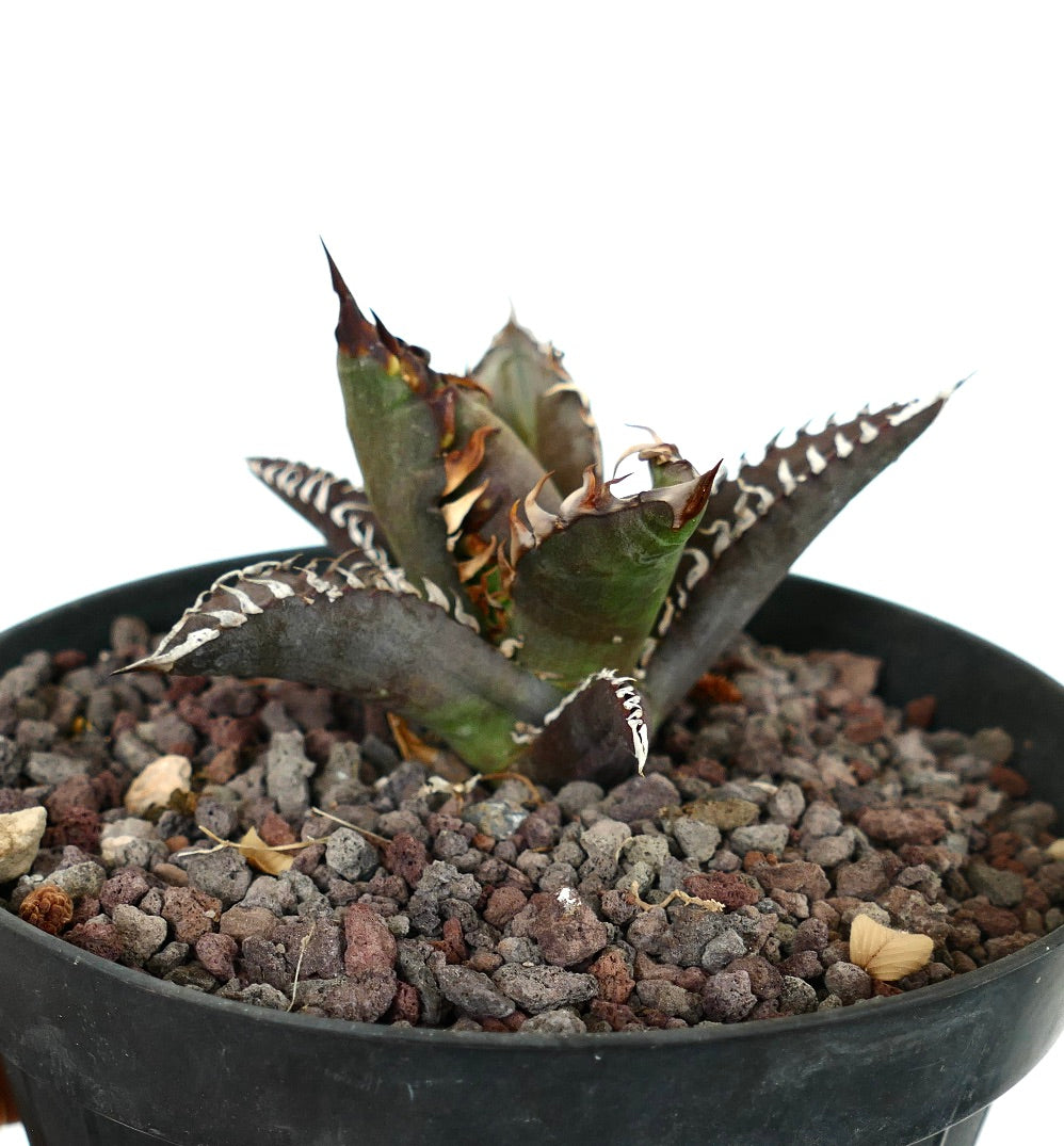 Agave titanota cv TIGER SHARK MH3