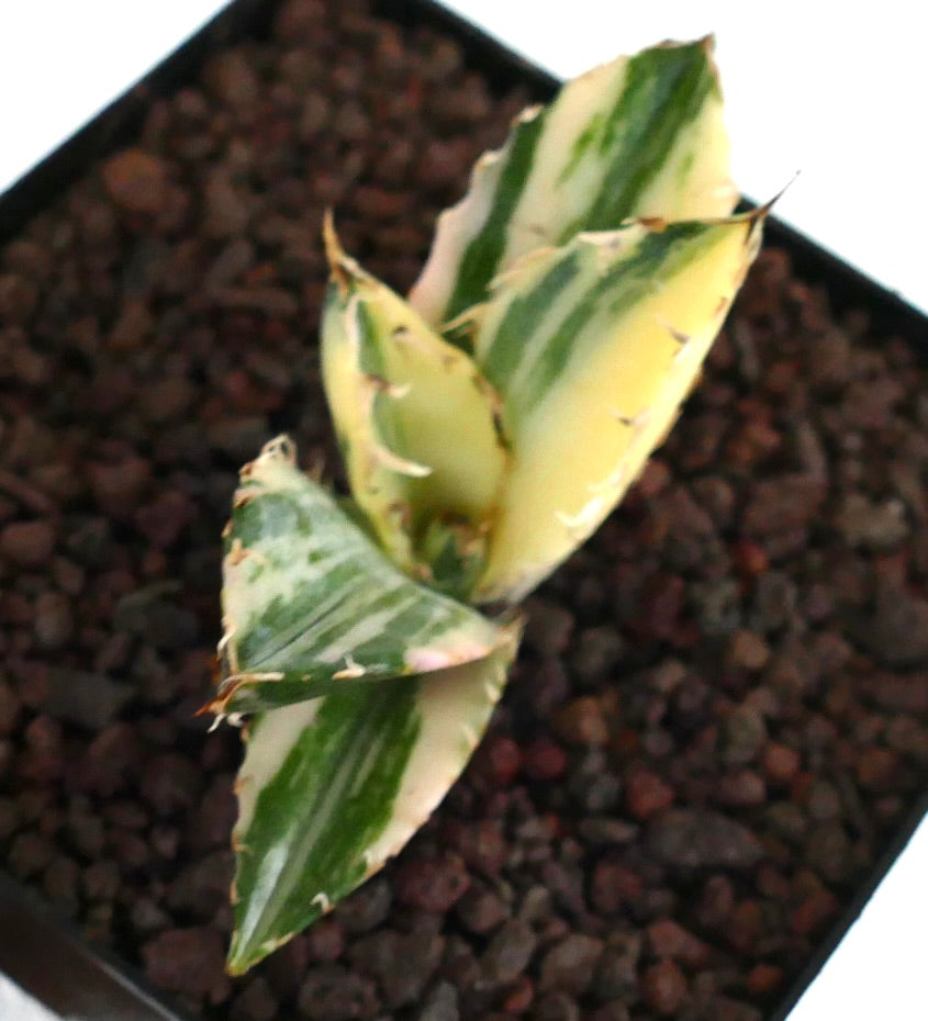 Portal Cool 10 Semi Di Agave Attenuata Subsp. Dentata, Succulente - Foto 9