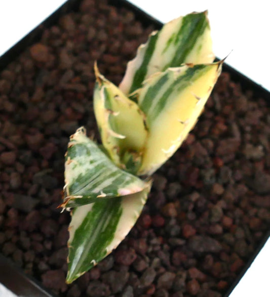 Agave titanota cv TIGER SHARK variegated succulent with sharp spines and creamy green leaves