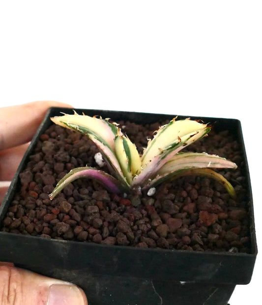 Agave titanota cv TIGER SHARK kleine variegierte Sukkulente mit cremefarbenen und grünen, stacheligen Blättern