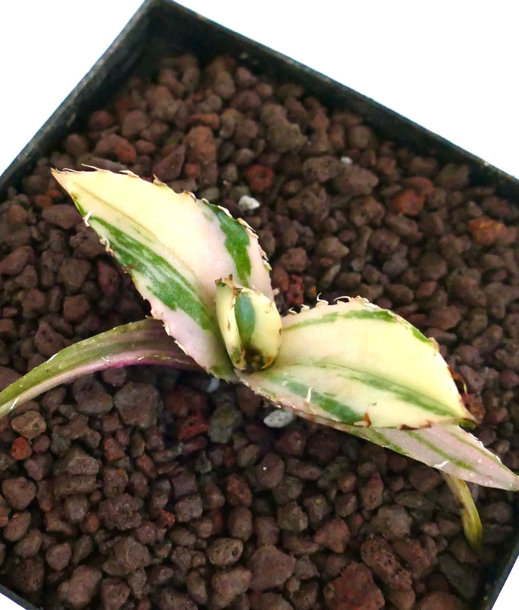 Agave titanota cv TIGER SHARK variegated succulent with creamy white and green striped leaves and small spines