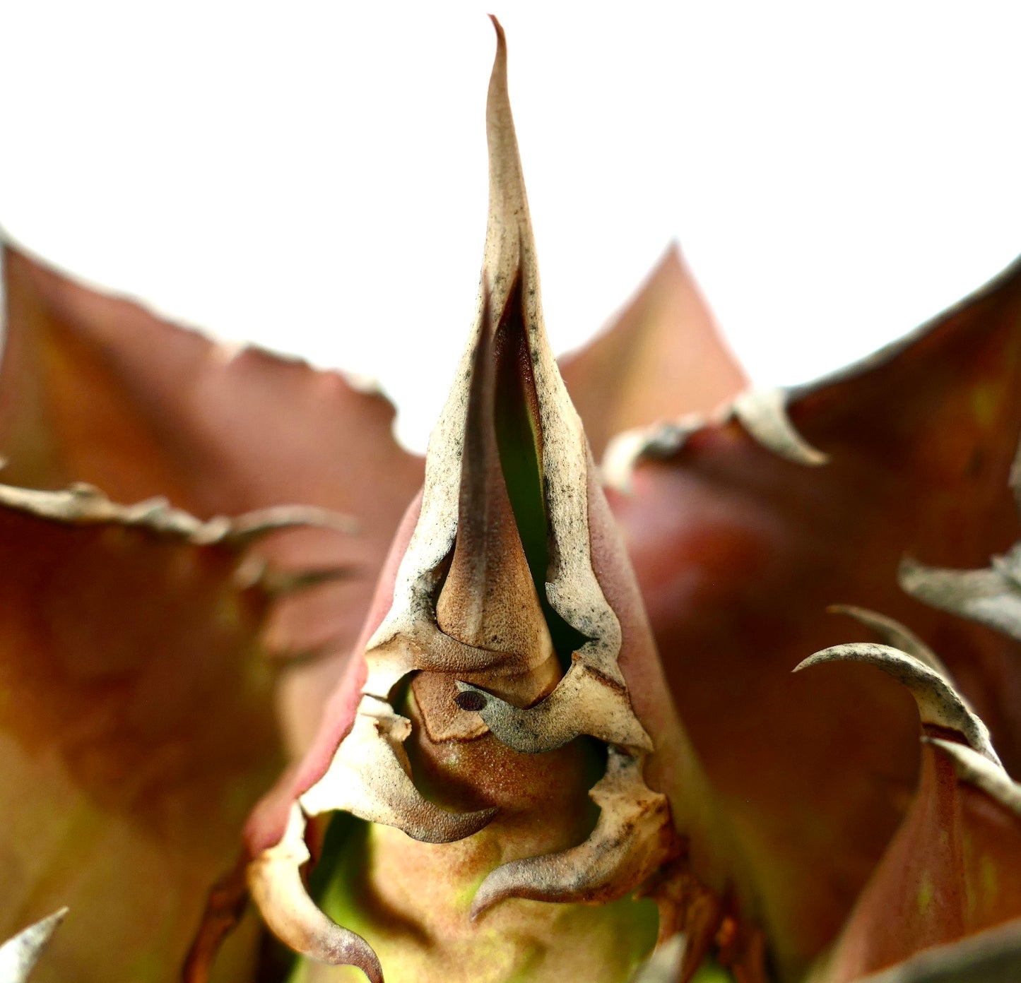 Agave titanota cv VESUVIO ERUPTION