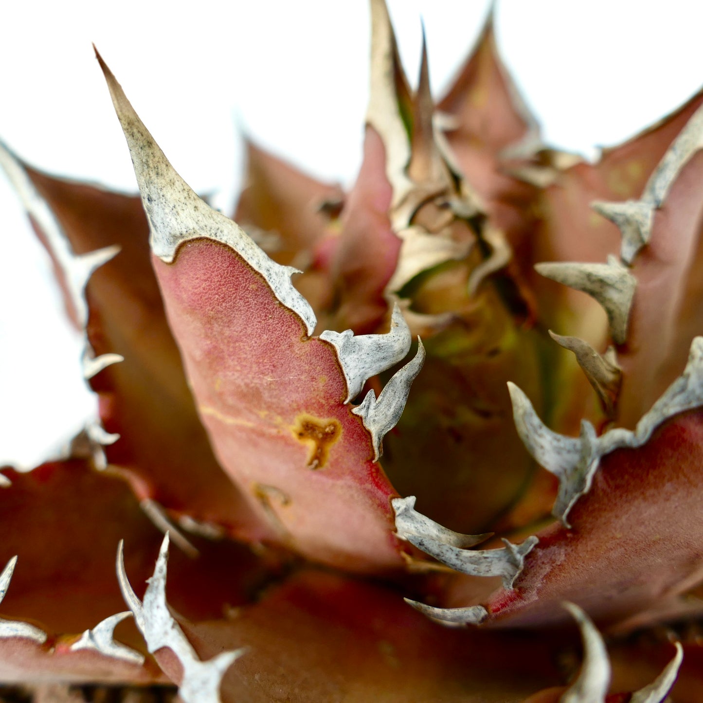 Agave titanota cv VESUVIO ERUPTION