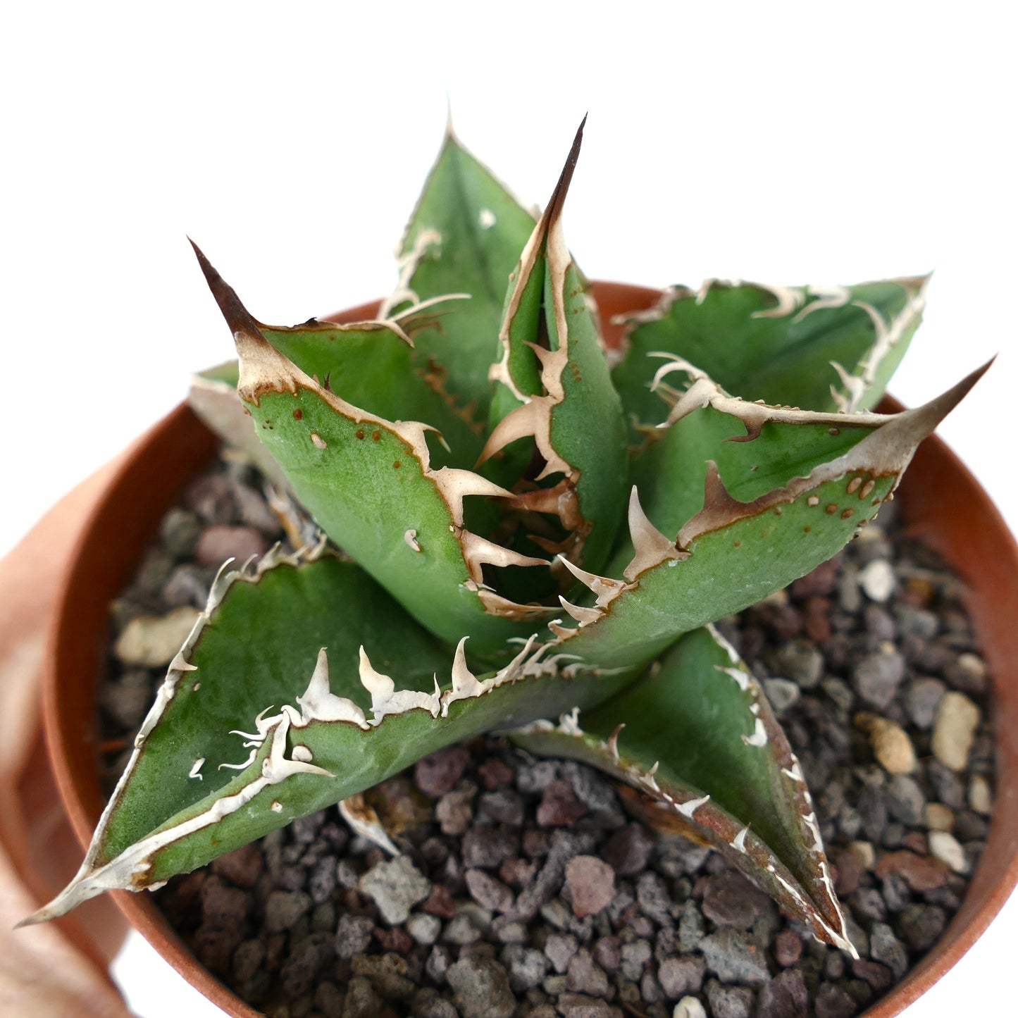 Agave titanota cv WATANABE (internal spines)