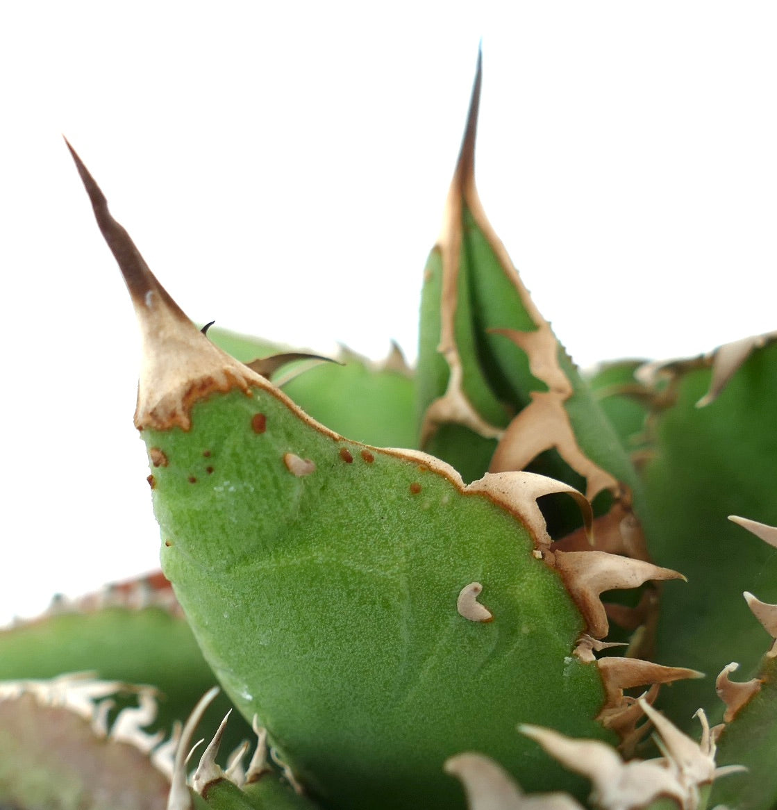 Agave titanota cv WATANABE (internal spines)