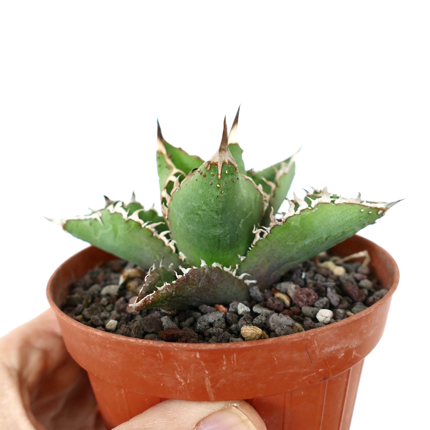 Agave titanota cv WATANABE (internal spines)