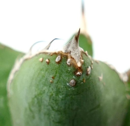 Agave titanota cv WATANABE (internal spines)