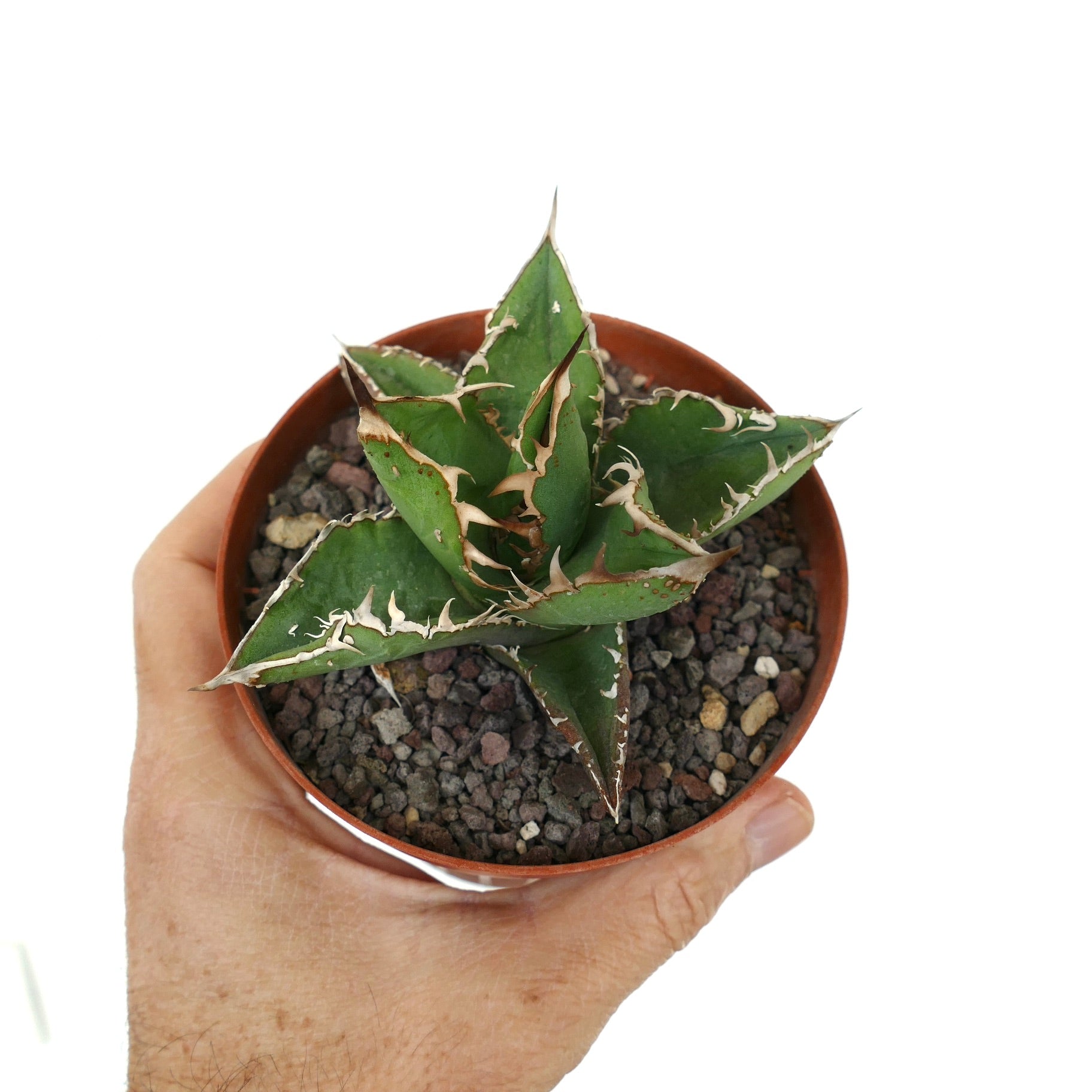 Agave titanota | Rare Selected Agave Titanota Clones | Buy Now