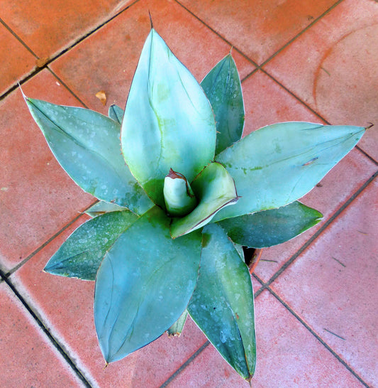 Agave titanota cv WHITE ICE 10-20cm